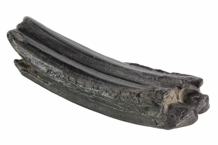 Pleistocene Aged Fossil Horse Tooth - Florida #73583